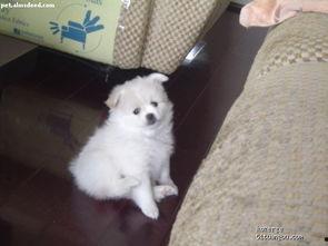 一个狗狗最新爆料图片视频  第3张